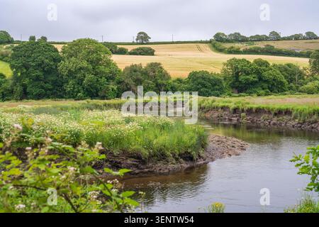 Ein sich windender Fluss fließt durch eine lebendige ländliche Landschaft mit ausgedehnten Abschnitten von dichten weißen Wildblumen und hohem Gras entlang schlammiger Ufer. Stockfoto