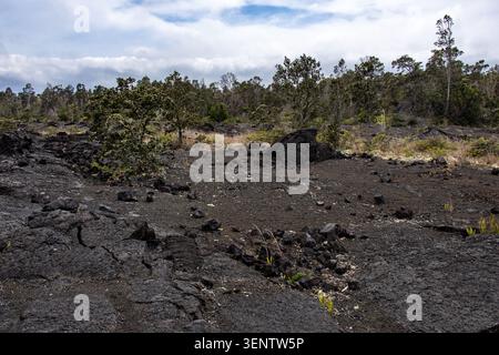 Die bahnbrechende Vegetation wächst zwischen zerklüfteten Basaltfelsen in einem Lavafeld im Hawaii Volcanoes National Park Big Island Hawaii Stockfoto