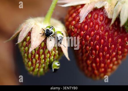 Nahaufnahme von grünem Schildkäfer, Palomena prasina Nymphen auf Erdbeeren Stockfoto