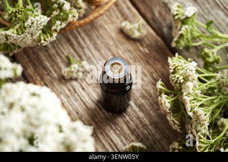 Eine Flasche ätherisches Aromatherapie-Öl mit frischen Schafgarbenblüten auf einem Holztisch. Pflanzliche Medizin. Stockfoto