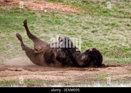 Amerikanische Bisons, die in Staub auf einer grasbewachsenen Ebene in South Dakota Rollen Stockfoto