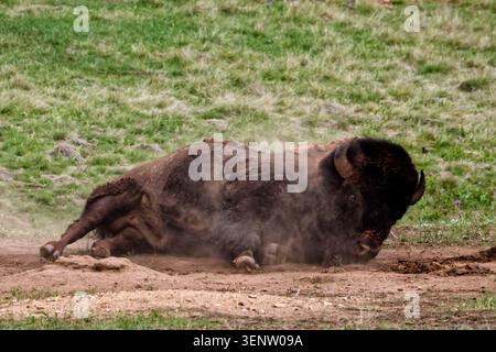 Amerikanische Bisons, die in Staub auf einer grasbewachsenen Ebene in South Dakota Rollen Stockfoto