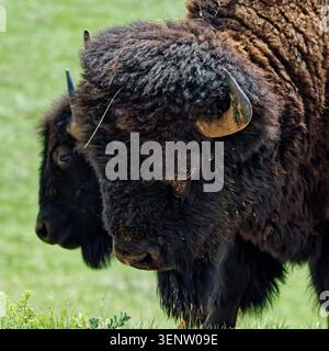 Zwei Bisons grasen friedlich in den üppigen grünen Feldern der Black Hills in South Dakota Stockfoto