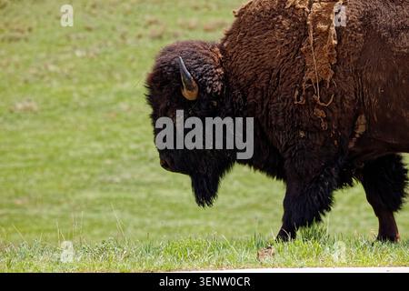 Ein großer, zotteliger Bison geht mit dem Kopf nach unten über eine grüne Wiese und zeigt seine kraftvolle Konstruktion und sein dickes Fell Stockfoto