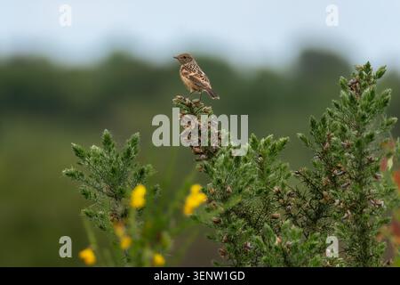 Stonechat juvenile Saxicola rubicola auf Ginse Ulex europaeus, Chobham Common, Surrey, Vereinigtes Königreich Stockfoto