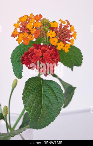 Nahaufnahme von gewöhnlichen lantana (Lantana camara) Blüten mit roten, orangen und gelben Blüten und grünen gezackten Blättern. Stockfoto