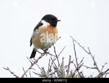 Stonechat, Lydstep-Chef, Pembrokeshire Stockfoto