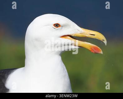 Große Schwarzmöwe, Great Saltee Island, Wexford, Irland Stockfoto