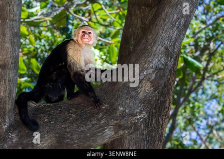 Weißgesichtiger Kapuzineraffe (Cebus capucinus) sitzt auf einem Ast in einem tropischen Wald in der Halbinsel Papagayo, Costa Rica. Stockfoto