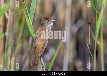 Großer Schilfwurmler (Acrocephalus arundinaceus), erwachsener Mann, der im Frühling im Schilfbett singt Stockfoto
