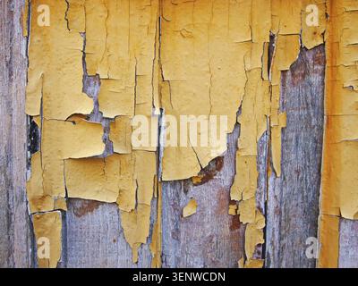 Eine Schicht alter abblätternder gelber Farbe in Rissen auf einer Holzoberfläche. Entfernen der Beschichtung von den Brettern. Renovierung des Haushalts. Selektiver Fokus. Stockfoto