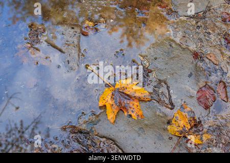 Bunte Herbstahornblätter in Regenpfützen, schwimmendes Herbstblatt. Oktober Wetter, november Natur Hintergrund Stockfoto