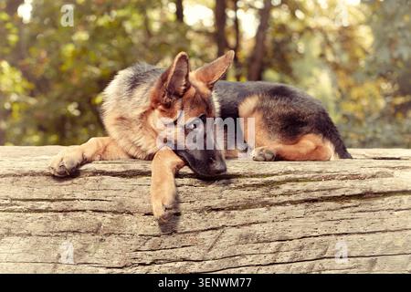 Sechs Monate alte Schäferin posiert im Park Stockfoto
