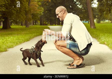 Drei Monate alter staffordshire Bullterrier Welpe mit Fitness-Muskel-Mann Stockfoto