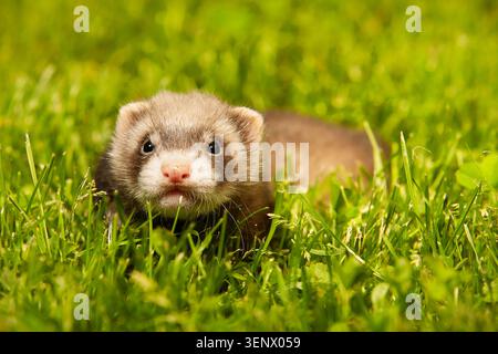 Frettchen, Baby, ungefähr fünf Wochen, entspannend auf Sommerrasen Stockfoto