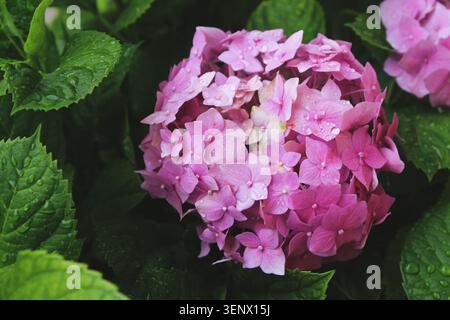 Nahaufnahme von rosa hortensia Blüten (Hydrangea macrophylla) bedeckt mit Regenwassertropfen, mit einigen eigenen Blättern im Hintergrund. México Stockfoto