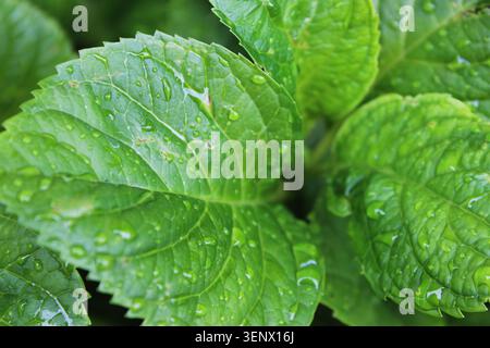 Nahaufnahme von hortensia-Blättern (Hortensia macrophylla), bedeckt mit Regenwassertropfen, mit einigen eigenen Blättern, die im Hintergrund verschwimmen. México Stockfoto