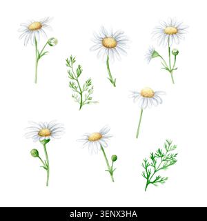 Feld Kamillenblüten, Knospen und grüne Blätter Aquarell isoliert Illustrationsset. Handgezeichneter botanischer blühender Pflanzenclipart für Sommerblumen Stockfoto