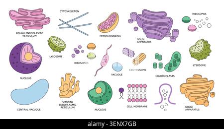 Zellorganellen-Elemente. Medizinische Struktur, biologische Funktionseinheit, mikroskopisches System, Organe und Gewebe Komponente, Ribosomen und Lysosomenbiol Stock Vektor