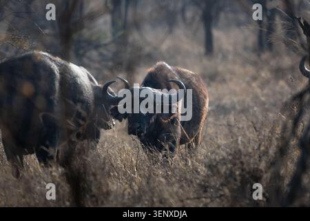 Kap-Büffel, die bei Sonnenuntergang im Serengeti-Nationalpark in Tansania durch trockenes Gras auftauchen. Stockfoto