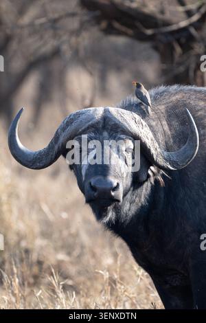 Nahaufnahme eines afrikanischen Büffels mit einem Rotschnabelspecht auf dem Rücken im Serengeti-Nationalpark in Tansania. Stockfoto