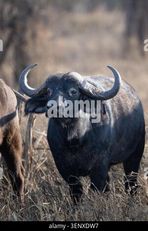 Porträt eines afrikanischen Büffels, der auf trockenem Grasland im Serengeti-Nationalpark in Tansania steht. Stockfoto