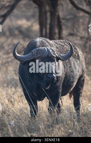 Kap-Büffel mit einem Oxspecht auf seinem Gesicht, stehend im Trockenrasen des Serengeti-Nationalparks in Tansania. Stockfoto