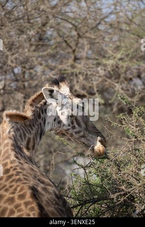 Nahaufnahme einer Masai-Giraffe, die in den dornigen Akazien-Zweigen im Serengeti-Nationalpark in Tansania herumwühlt. Stockfoto