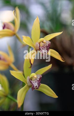 Gelbe Cymbidium-Orchideenblüten mit gepunkteten lila Lippen, die am Stiel blühen, Nahaufnahme Makrofotografie mit weichem Bokeh-Hintergrund. Stockfoto