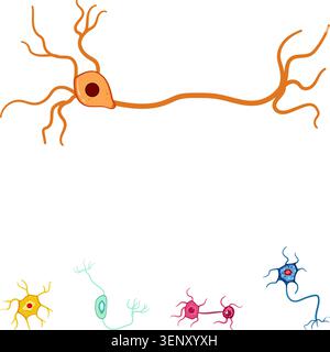 Verschiedene Arten von Neuronen, die ein komplexes Netzwerk bilden und die menschliche Gehirnstruktur, Neurologie und die komplizierten Prozesse des zentralen Nervs darstellen Stock Vektor