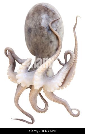 Frischer Oktopus isoliert auf weißem Hintergrund Stockfoto