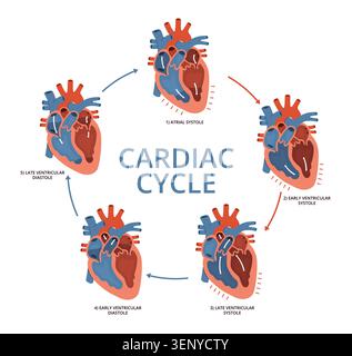 Herzzyklus. Medizinisches Schema, aufeinanderfolgende Phasen, Herzmuskelkontraktion und Relaxationssequenz, Diastolienstadien mit Pfeilen, Anatomie pädagogisch i Stock Vektor