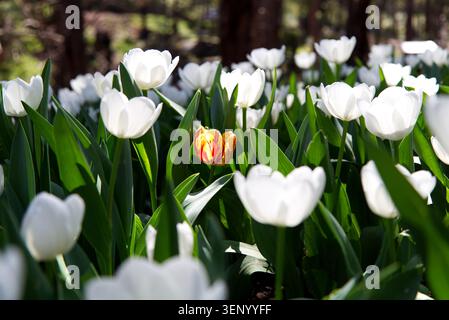 Tulpenfoto von goldgelben und roten Blüten, umgeben von weißem Feld, wodurch eine auffällige Farbüberlagerung entsteht. Das Foto wurde während des Golden gemacht Stockfoto