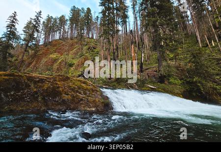 Salmon Creek Kaskaden eines rauschenden Waldwasserfalls und Mossy Ridge über Rapids Stockfoto