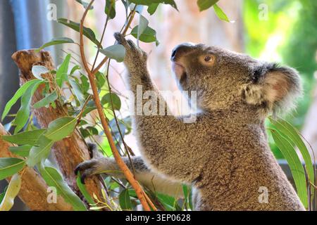 Koala streckt nach Eukalyptusblättern in Australien Stockfoto