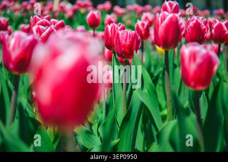 Montreal, Quebec, Kanada – 26. Mai 2026: Dichtes Gartenbeet mit blühenden rosa Tulpen im Frühjahr. Stockfoto