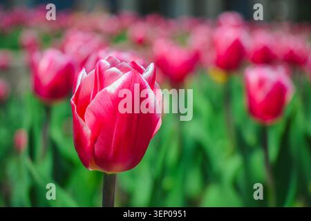 Montreal, Quebec, Kanada – 26. Mai 2026: Eine einzelne pinkfarbene Tulpe im scharfen Fokus vor einem farbenfrohen Frühlingsgarten. Stockfoto