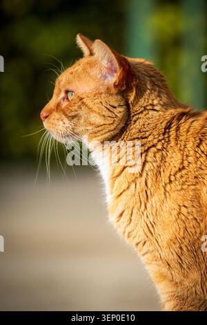 Orangefarbenes Seitenteil für Katzen im Freien mit weichem, natürlichem Hintergrund, das ein Haustier-Porträt in warmem Licht zeigt. Stockfoto