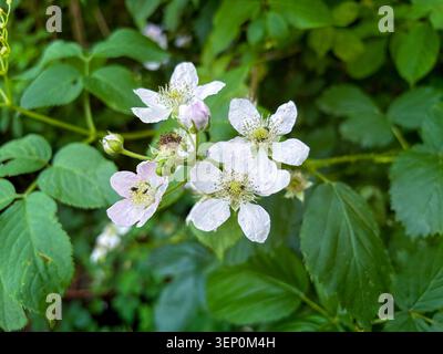 BlackBerry Flowers (Rubus fruticosus) in Bloom Stockfoto