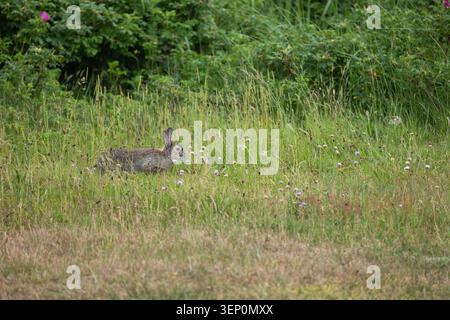 Wildes Europäisches Kaninchen, das auf der grünen Wildblumenwiese sitzt, mit Rosenbüschen dahinter Stockfoto