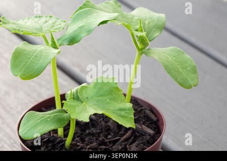 Gurkensämlinge, die in einem Topf wachsen. Balkon mit Gemüsegarten. Stockfoto