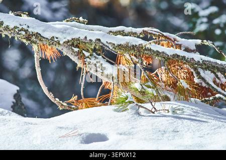 Sonnendurchflutete Winterszene mit schneebedeckten Kiefernzweigen mit grünen und orangen Nadeln und strukturierter Rinde. Stockfoto