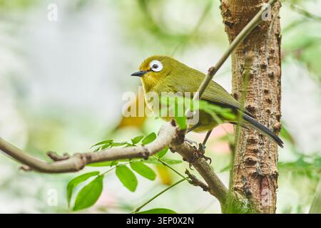 Ein kleines lebhaftes japanisches Weißauge thront auf einem grünen Zweig, umgeben von sanftem grünem Bokeh und natürlichem Licht. Stockfoto