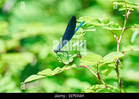 Blaue Damselfliege auf leuchtend grünen Blättern, Nahaufnahme Naturmakro mit zarten Flügeln und Sommerhabitat. Stockfoto