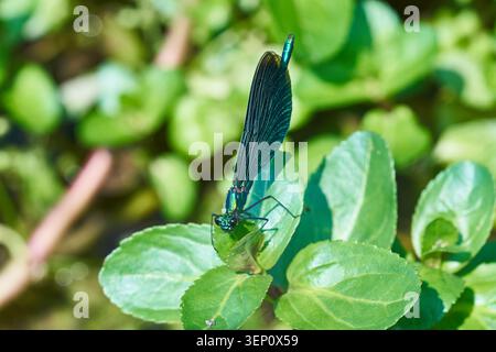 Schillernde grüne Damselfliege auf üppigen Blättern, Nahaufnahme Makro mit detaillierten Flügeln und Texturen. Stockfoto