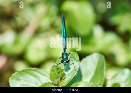Schillernde grüne Damselfliege auf einem Blatt, Makroporträt mit zarten Flügeln, Augen und Textur. Stockfoto