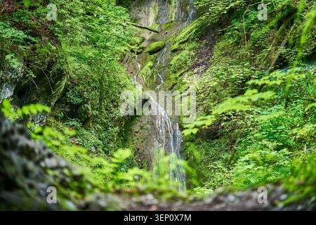 Ein kleiner Wasserfall fällt über moosbedeckte Felsen in einer üppigen, ruhigen grünen Waldschlucht. Stockfoto