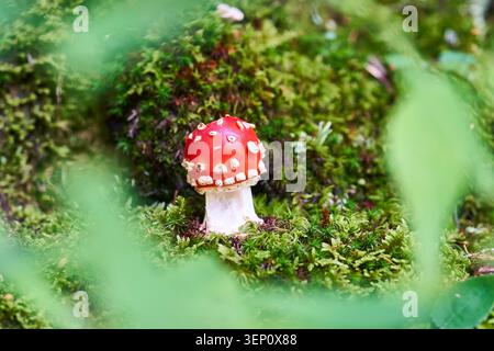 Hellrote Fliegenpilz (Amanita muscaria) entsteht aus üppigem Moos auf einem schattigen Waldboden. Stockfoto