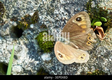 Brauner Schmetterling mit auffälligen Augentöpfen ruht auf einem moosbedeckten Felsen in einem sonnendurchfluteten natürlichen Lebensraum. Stockfoto