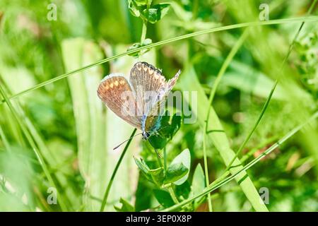 Zarter brauner Schmetterling, der auf Klee zwischen hellgrünem Gras thront und einen friedlichen Sommer in der Natur festhält. Stockfoto